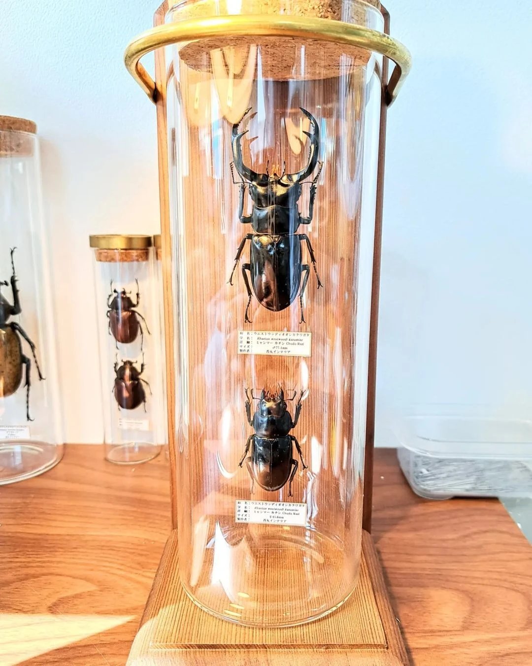 昆虫標本オーダー専門店 一点ものに拘る職人技；苔丸インテリア