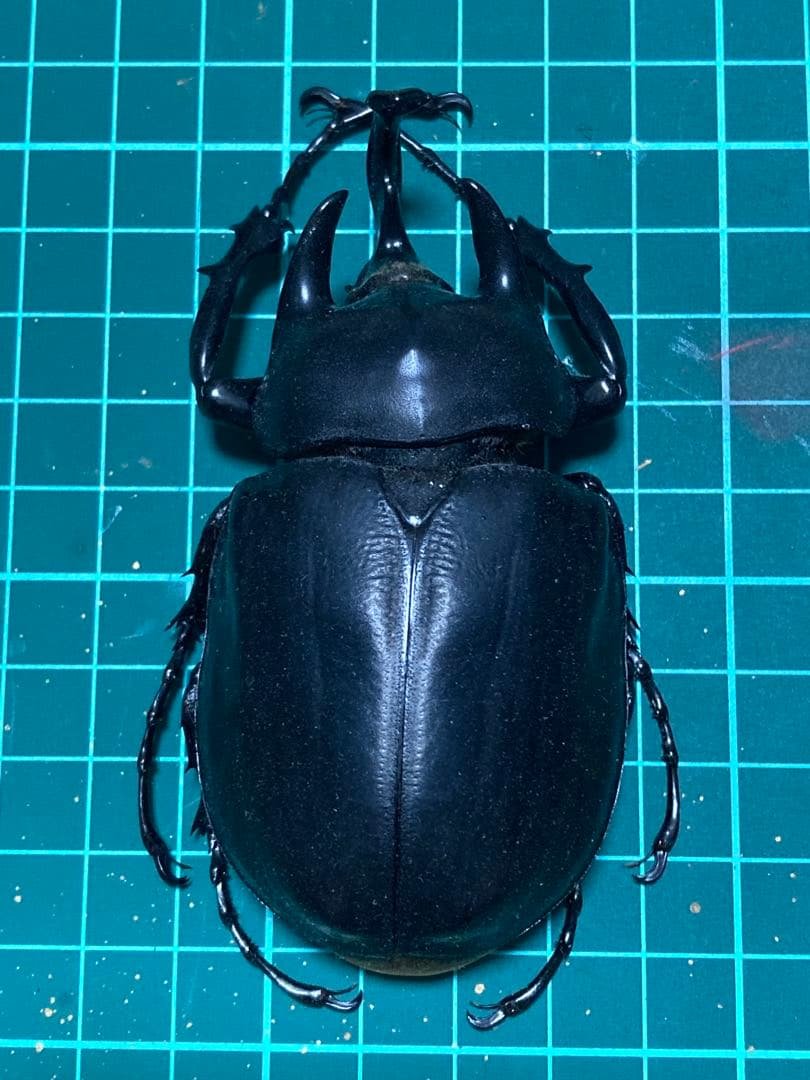 標本 アクティオンゾウカブト