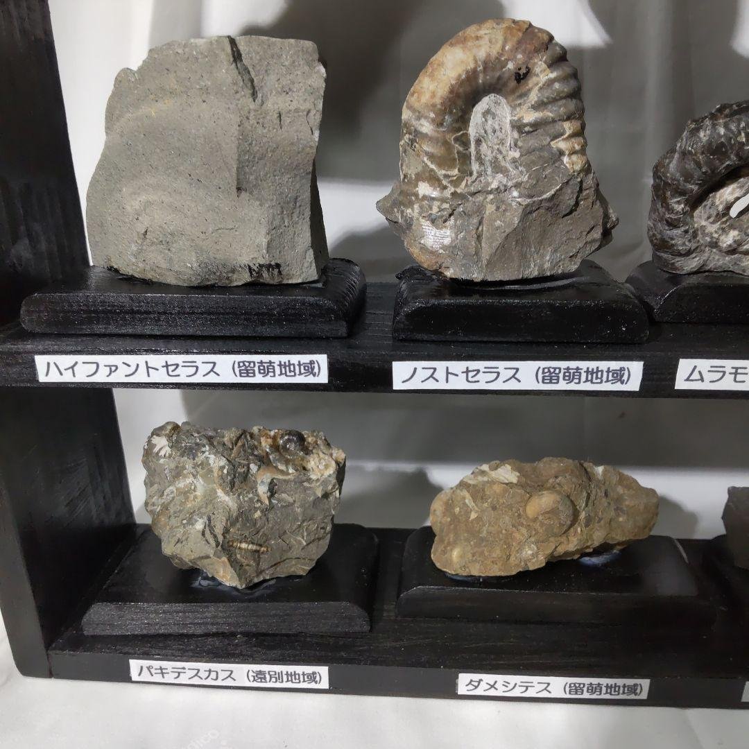 北海道アンモナイト化石、飾り棚に収納した12点＋資料4点＋おまけ2